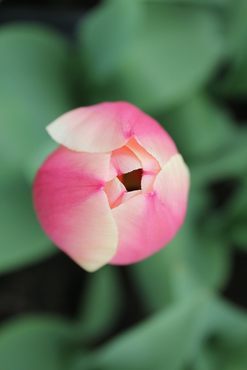 Buy Tulip Bulbs Tulipa Russian Princess Gold Medal winning Harts